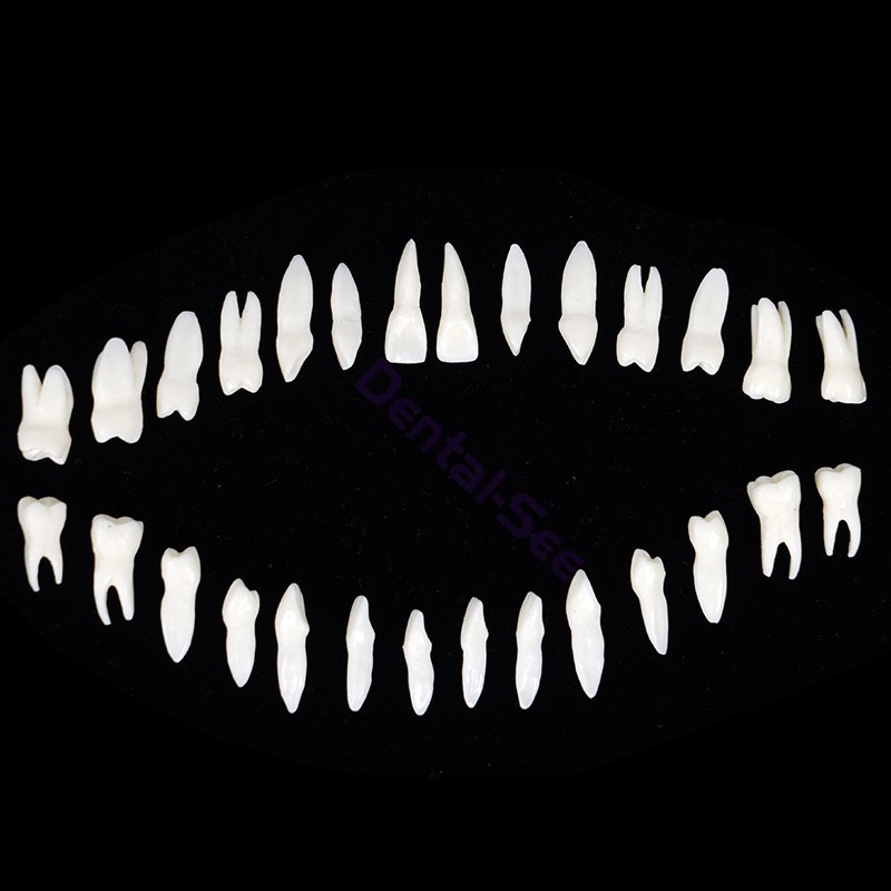28Pcs 1:1 Oral Permanent Teeth Model Discrete tooth model with root Simulation