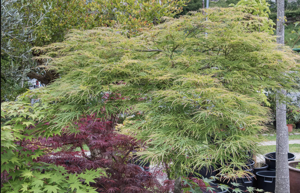 Acer palmatum 'Viridis' 2-3' Japanese Maple ***LIVE***