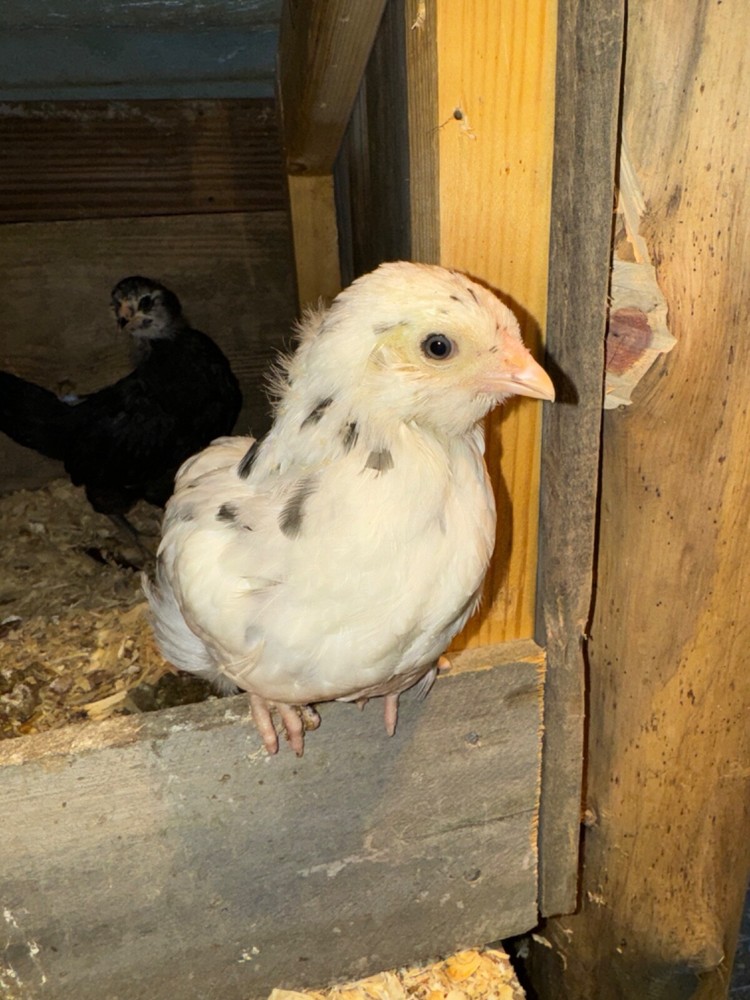 8 Ermine Ameracana Hatching Eggs beautiful blue eggs