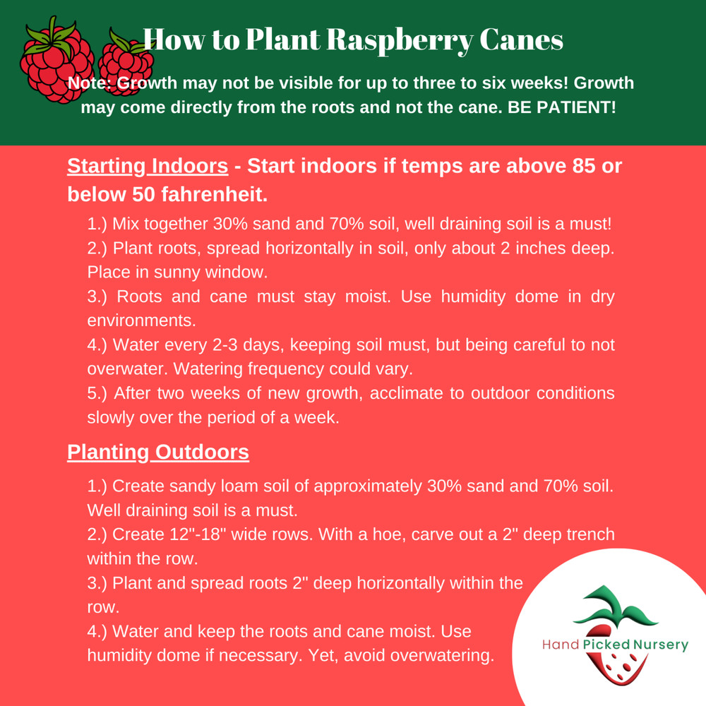 Hand Picked Nursery Heritage Raspberry Canes – Bare Root Cane , 1-Year-Old