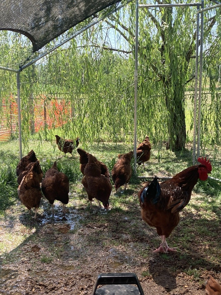 Beautiful Highly Productive Rhode Island Red Hatching Eggs..Excellent Fertility!