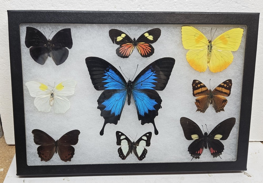 Real framed Butterfly collection #1