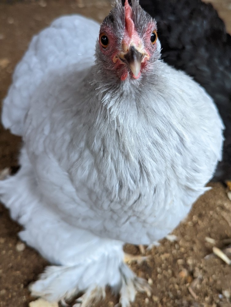 6+ Lavender (Self Blue) Bantam Cochin Hatching Eggs