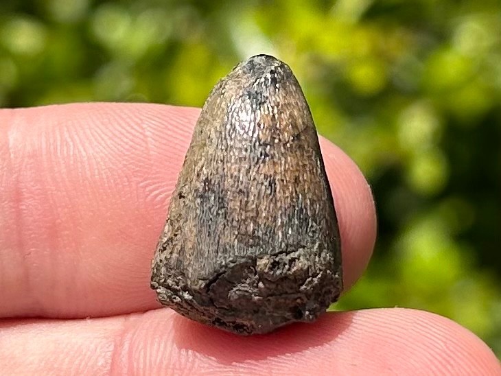 Fossil Crocodile Tooth Java Indonesia Croc Dinosaur Tooth Reptile Indonesian