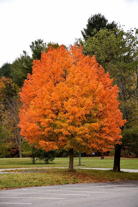 2 Sugar Maple Tree Bare-root (Acer saccharum)