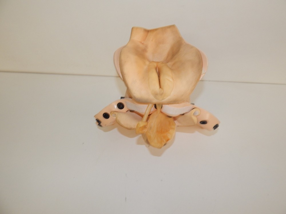 ^^ LIFEFORM FEMALE REPRODUCTIVE MODEL (EQX82)