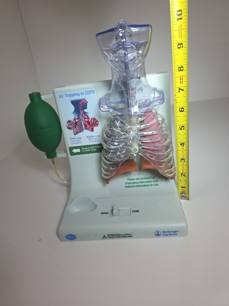 Vintage Pfizer Lung Display Model - Interactive Pump-expanding Lungs Works