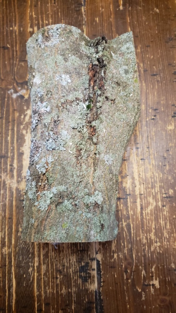 MAPLE  Turning Crotch Log 10" Long M4111