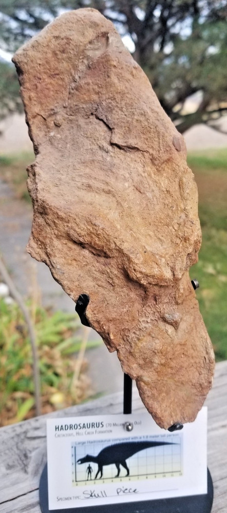 Nice Hadrosaurus Skull Section Fossil Specimen Cretaceous Hell Crk MT Recent Dig