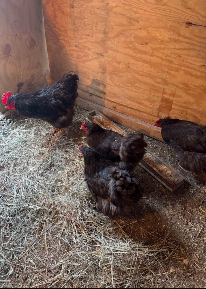 6 Chocolate English Orpington Hatching Eggs