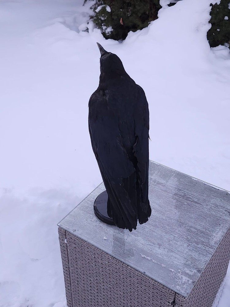 Standing Carrion Crow Taxidermy
