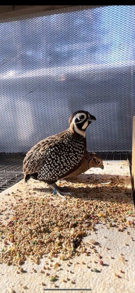 Pre-sale* (6) Mearns Quail Hatching Eggs