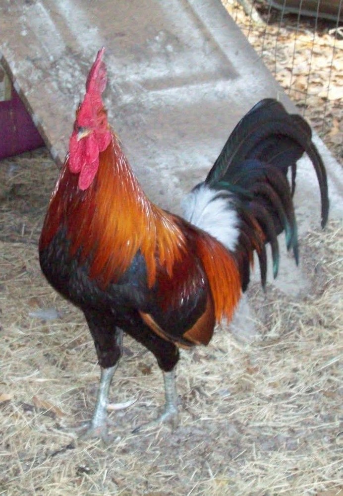 6+ Quality Landrace Chicken Hatching Eggs