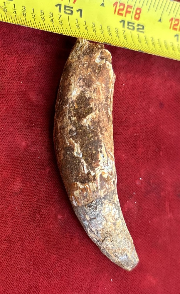 3 1/8 inch spinosaurus tooth