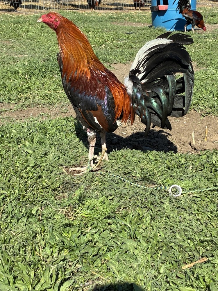 12+ Chicken Hatching Eggs