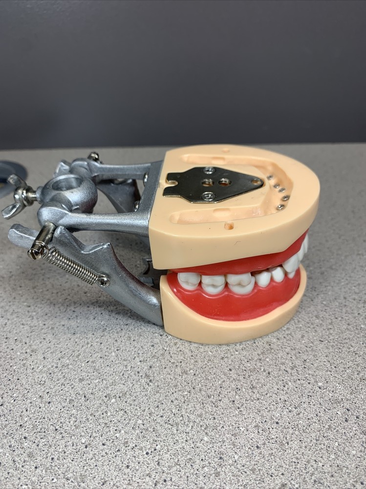 Dental Typodont Model With Removable Teeth Unbranded