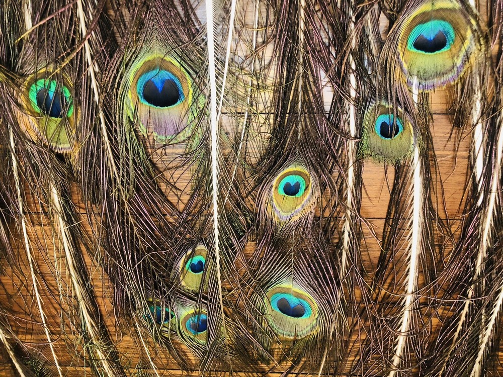 Natural Peacock Tail Feathers (Bunch)