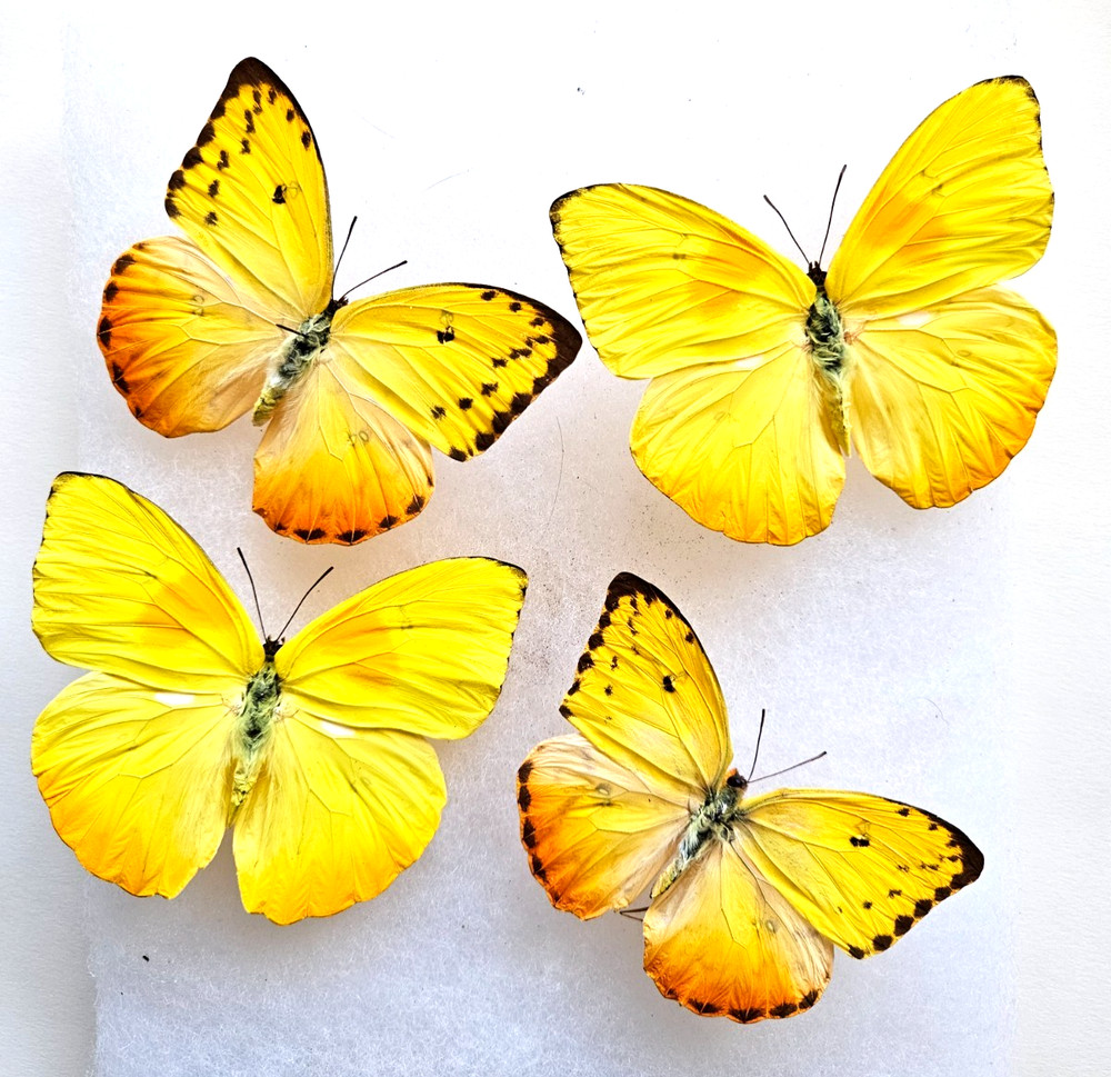 PHOEBIS PHILEA PAIR FRAMED - 6 x 8" SHADOW BOX ( Choose Black or White Frame )