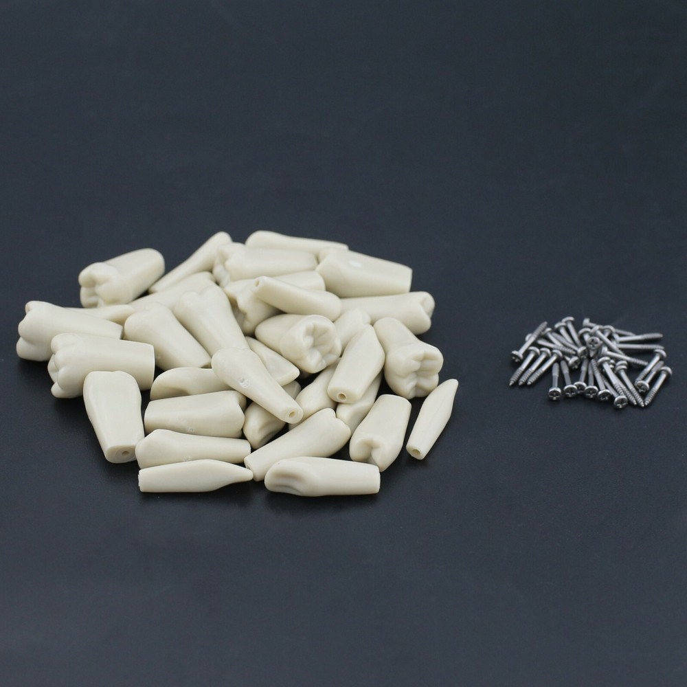 Dental Replacement 32PCS Teeth Typodont Screw-in Model Columbia 860 Type