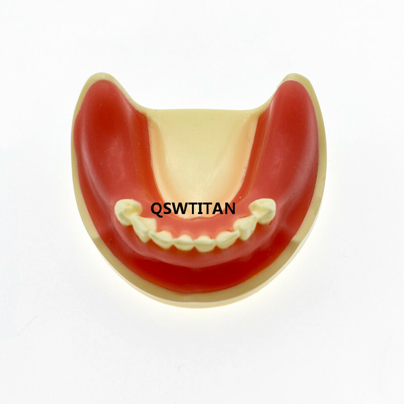 Teeth Model Planting Practice For incision drilling Practices Dental Study Model