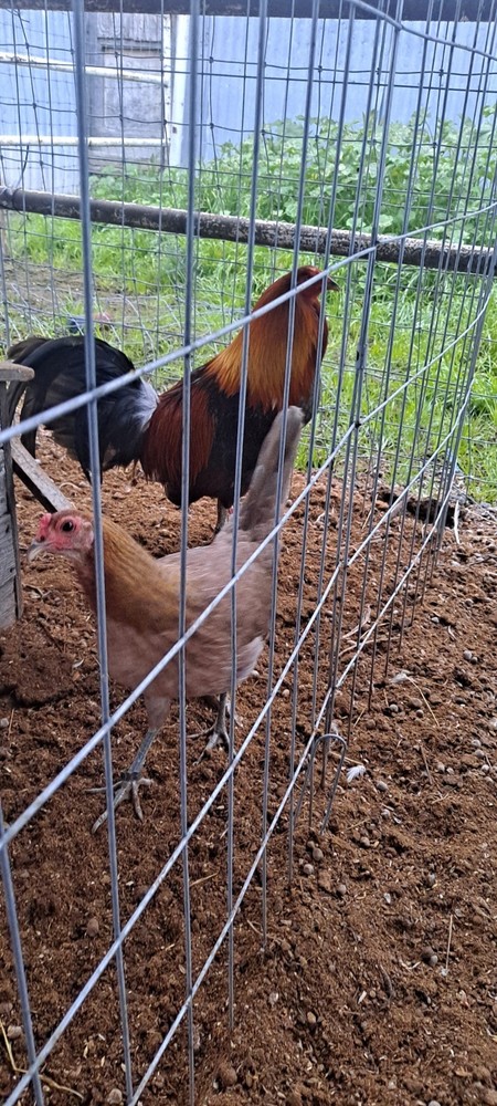 Chicken Hatching Eggs 6 + Spartan Blues