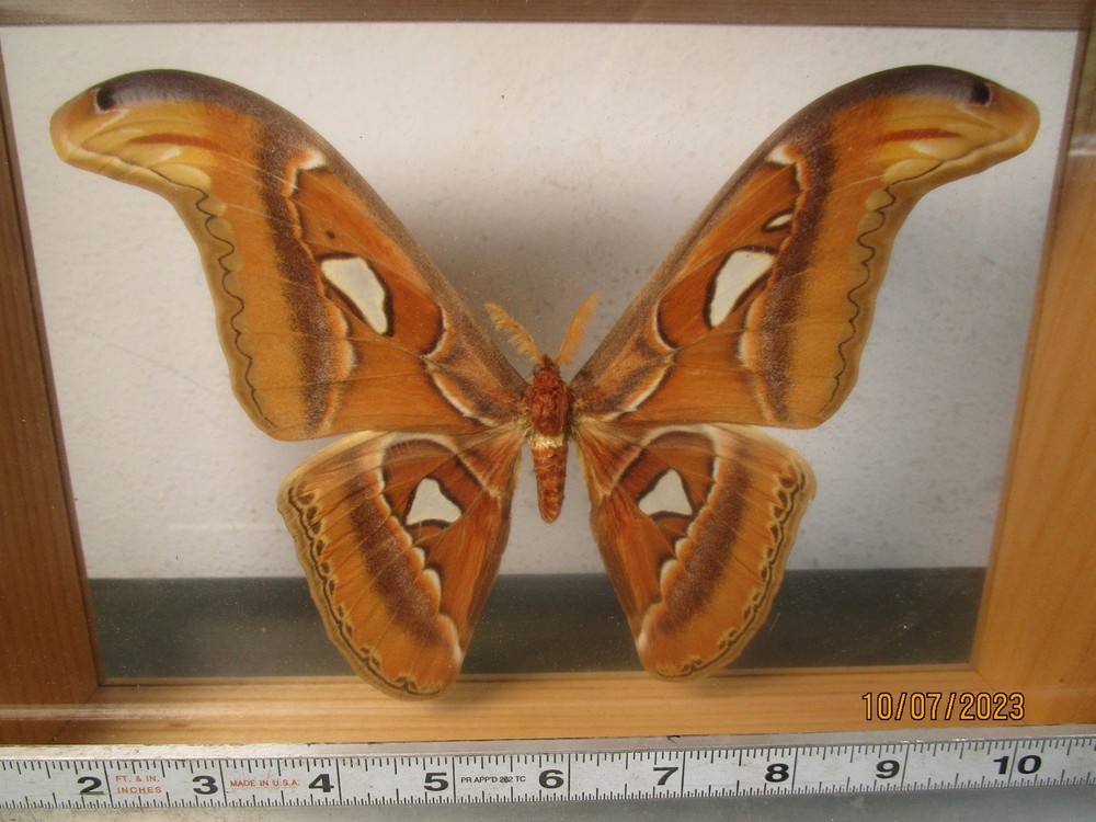 Attacus Atlas Moth Thailand