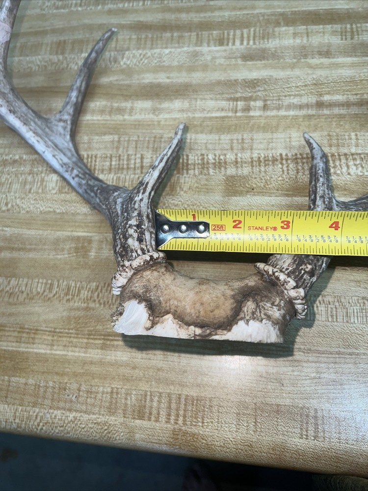 8 Point Buck ￼