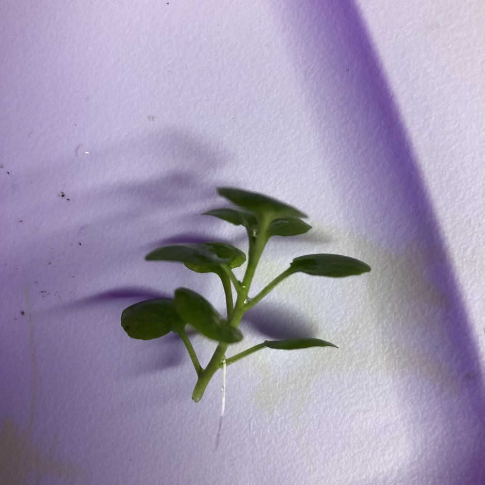 Cardinal foreground  aquarium plant