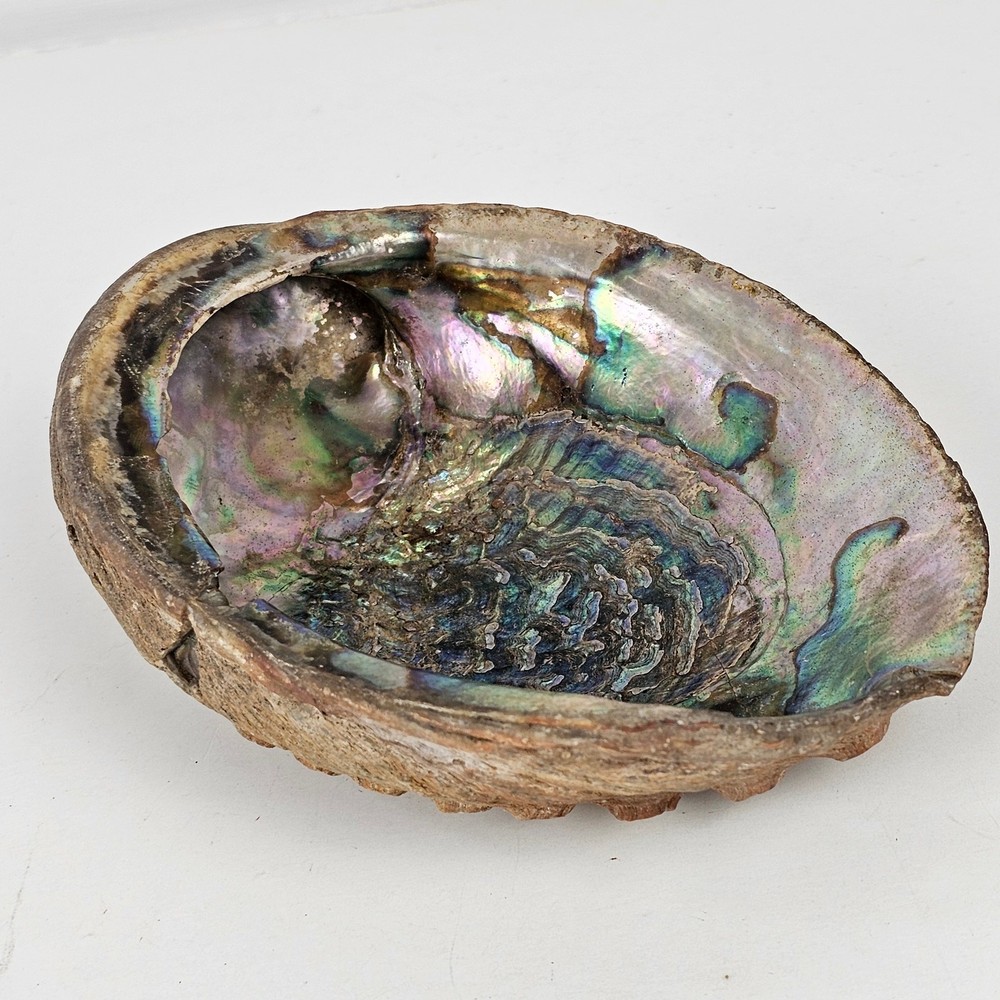 Abalone Shell 4.5" x 6" x 1 7/8"