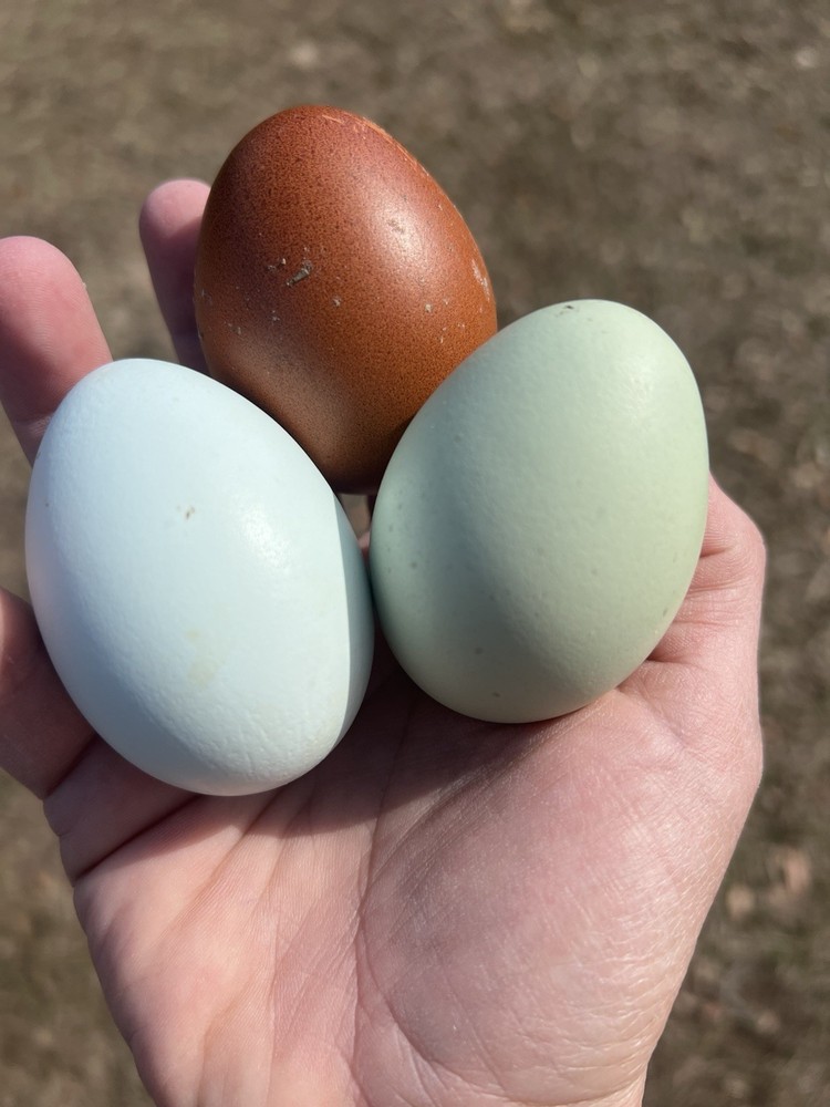 Olive Egger Hatching Eggs 1 dozen (12 + extra)