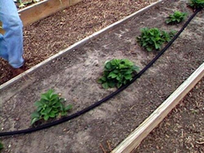 75 Foot Flat Weeper Soaker Hose - Drip Irrigation - Double Layer Design - 2
