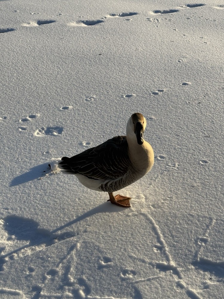8 Geese Eggs