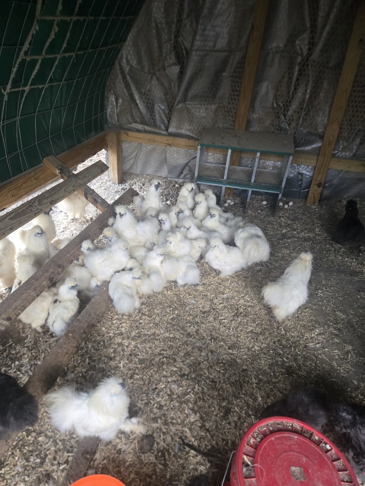 Silkies Chicken Hatching Eggs 6 Plus 2 Extra. Mixed Blue And White.