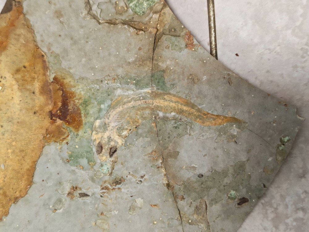 A unique pair of authentic ancient fish fossils A701