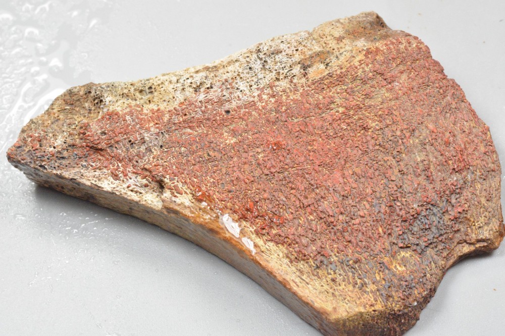 Orange Agatized Dinosaur Bone, New Mexico, 225 grams