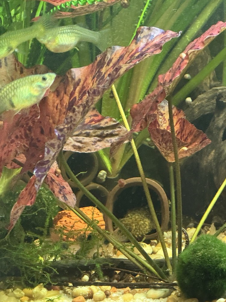 Freshwater Tropical Intermediate fish Guppies