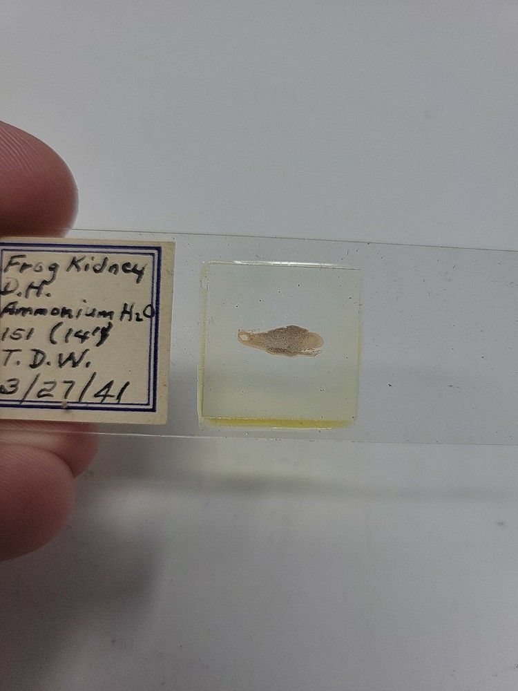 Vintage Microscope Slide 1941