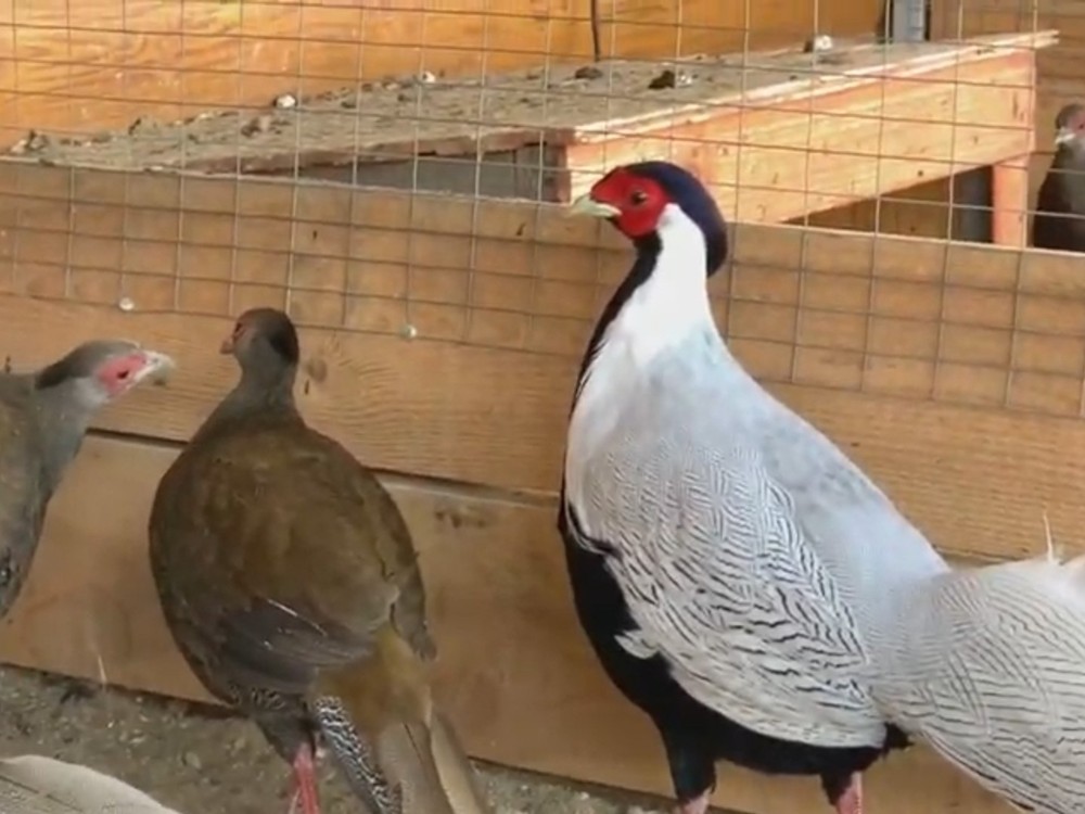 4 Silver Pheasant Hatching Eggs PRESALE , April , PLEASE READ BEFORE BID!!!