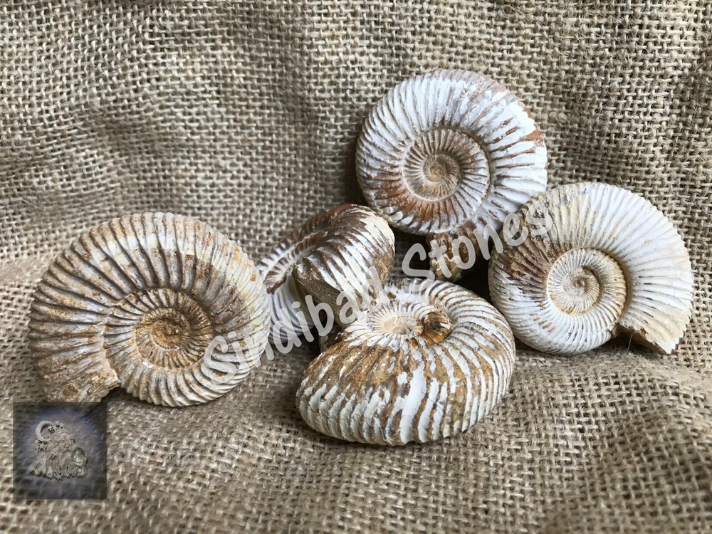 Ancient ruhani irq alsawahil stone Amulet عرق السواحل, تميمة حجر روحاني اثري