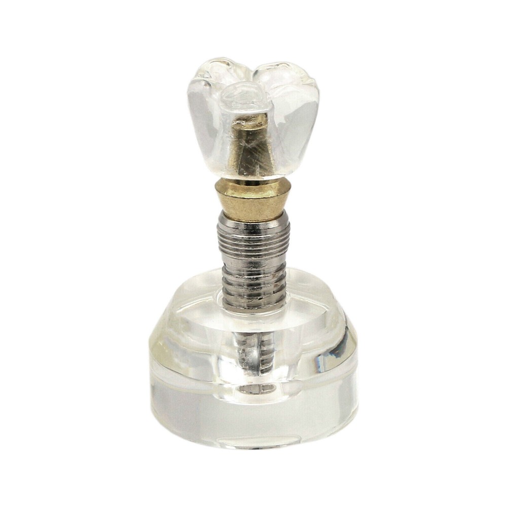 Dental Implant Model Demonstration Teeth Study Teach Crown Model 2.5x Size