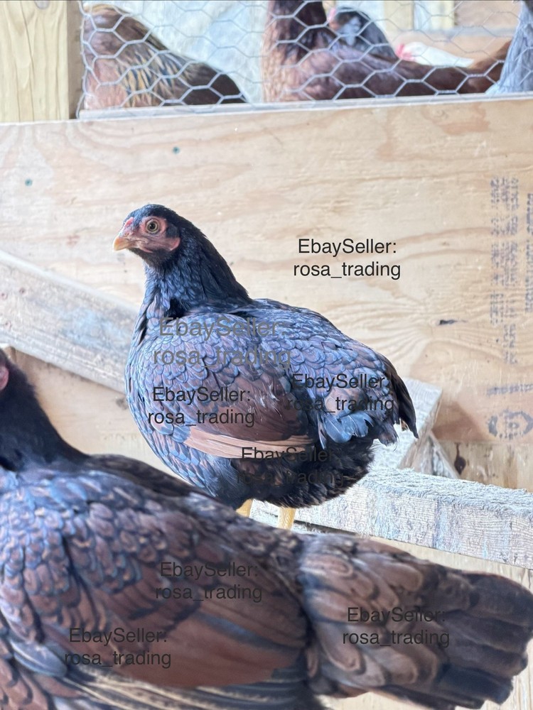 Dark Cornish Bantam Hatching Eggs 10 Pcs