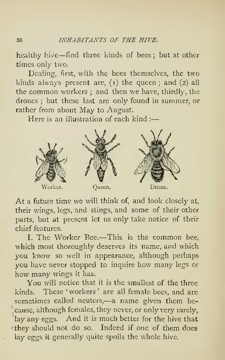 The Master Library of Beekeeping Rearing Queen Bees-Classic Bee Care Methods