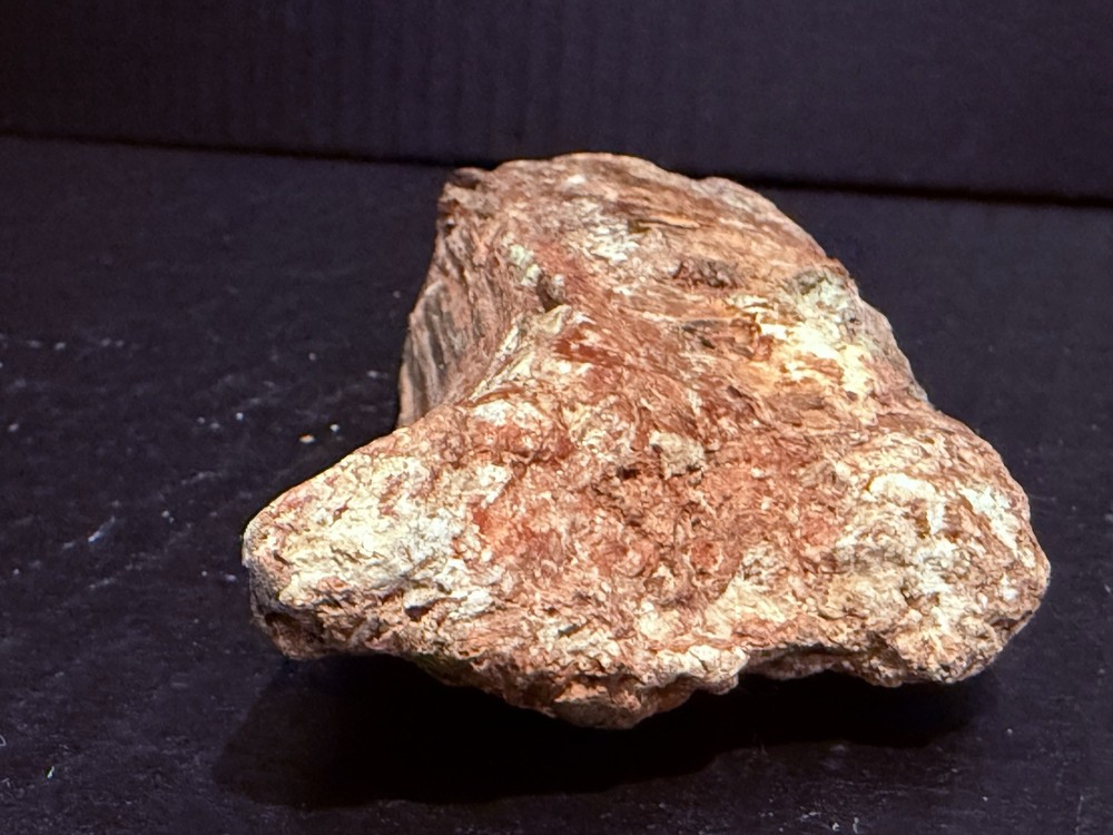 petrified wood