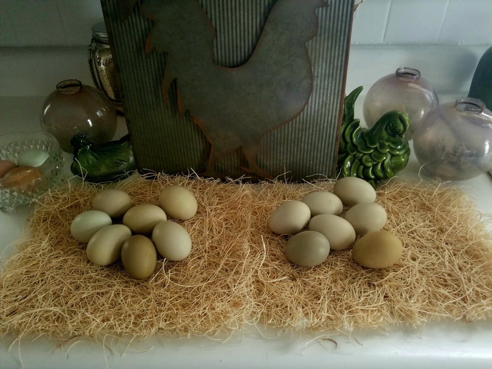 6 Fresh & Fertile Chicken Hatching Eggs - OLIVE EGGER