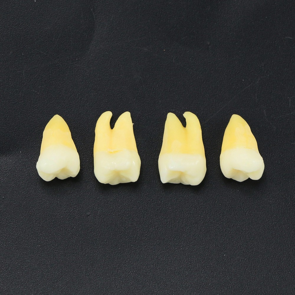 Dental 1:1 Permanent 32Pcs Teeth Demonstration Teach Study Model Teeth M7022