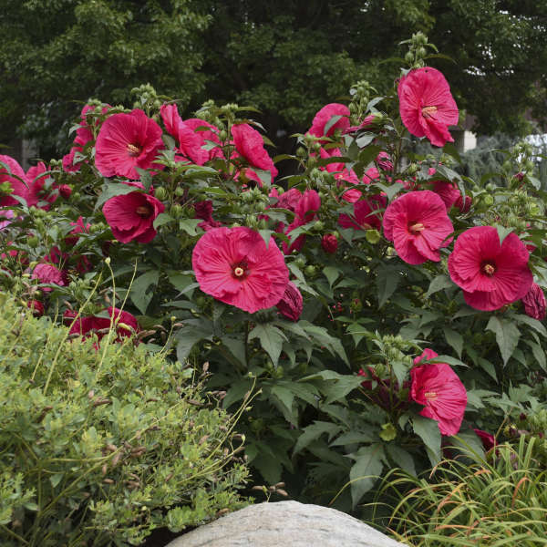 HIBISCUS 'SUMMER IN PARADISE' - STARTER PLANT