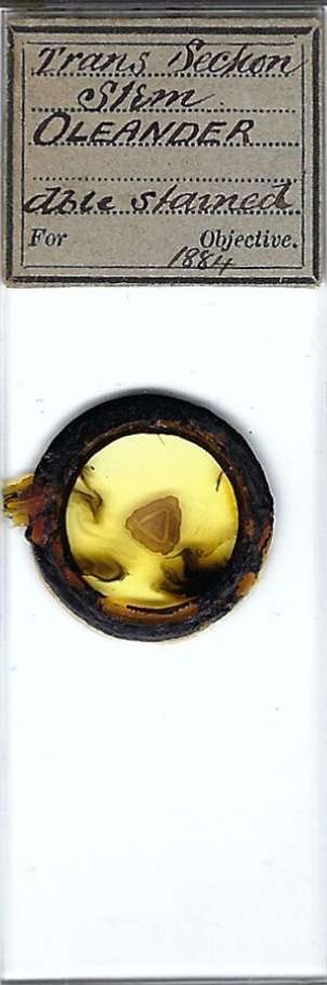 Oleander Stem Microscope Slide [1884]