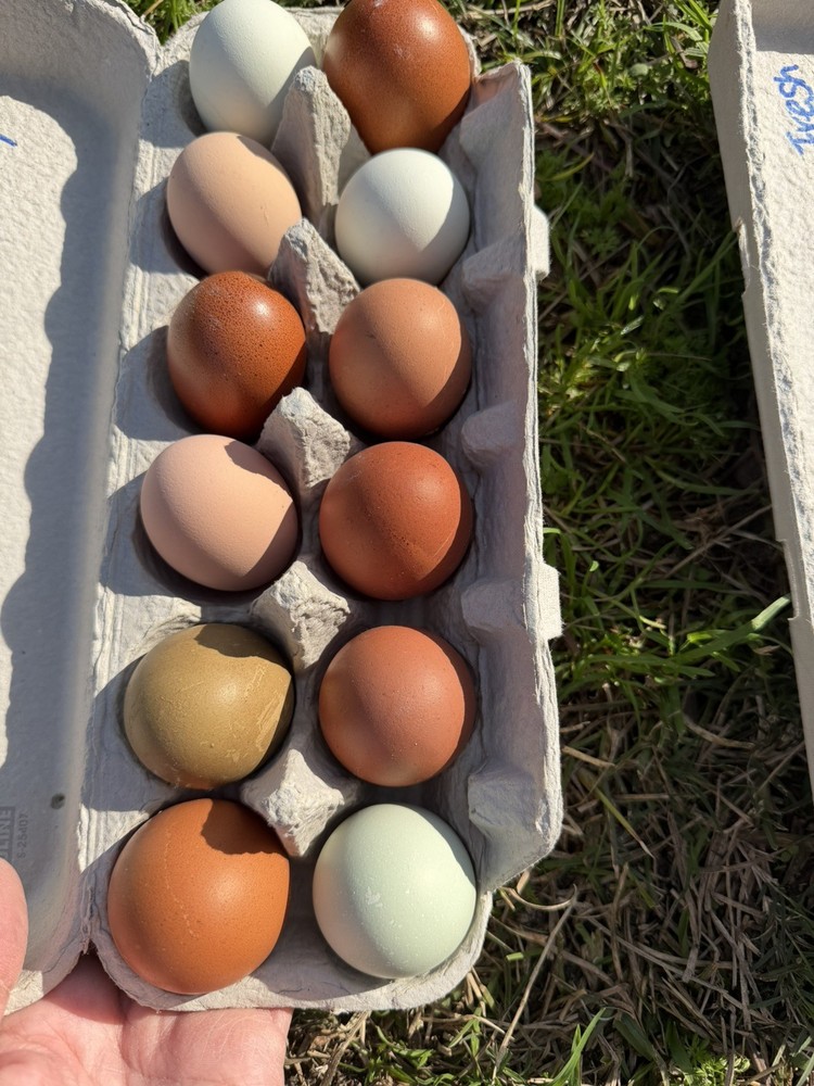 Olive Egger Hatching Eggs NPIP Certified, AI - 12 Hatching Eggs