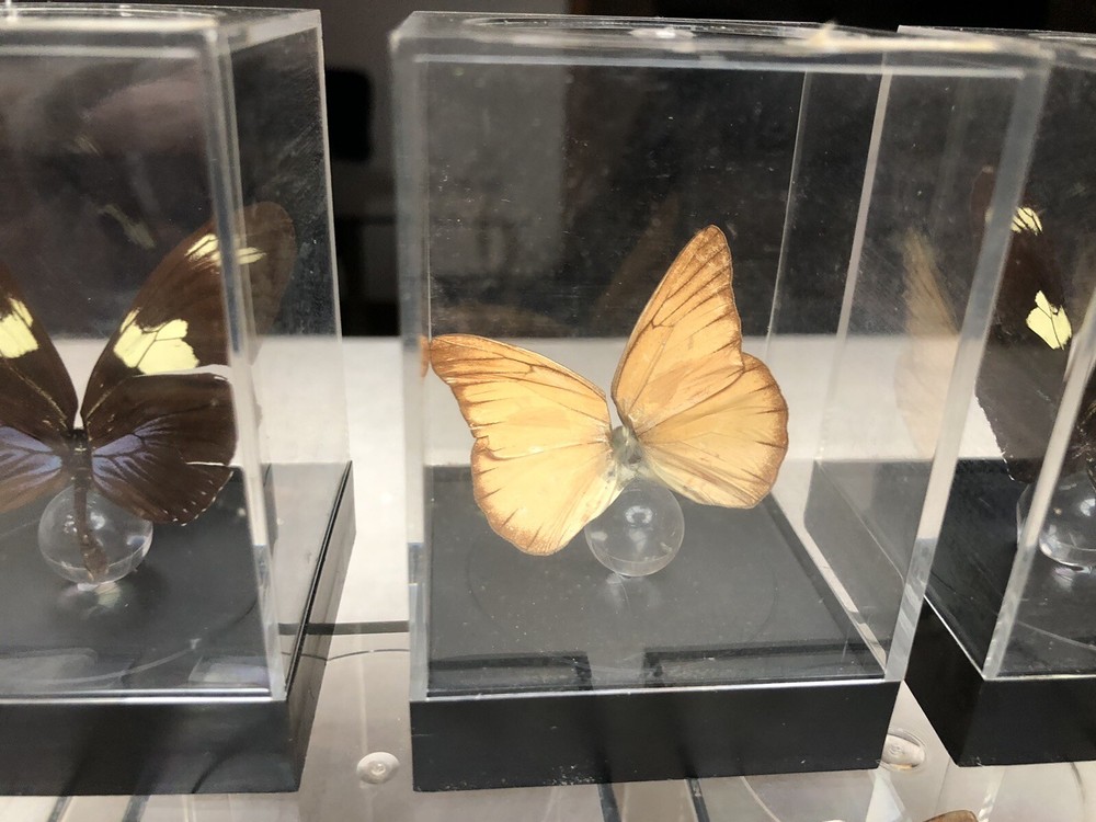 7 Mounted Butterfly Specimens In Acrylic Cases