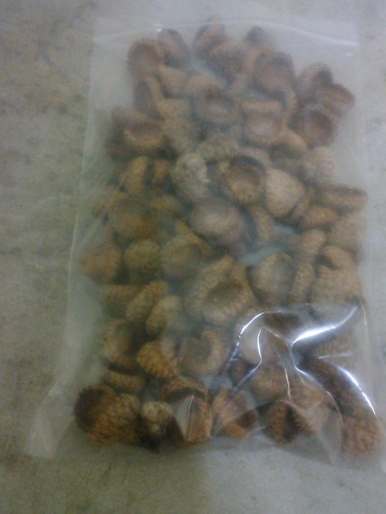 Acorn Caps for Crafts & Decorating Approximately 75 Pieces